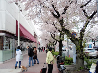 sakura03.jpg