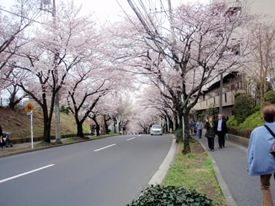 sakura04.jpg