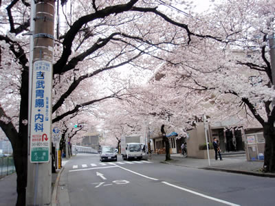 sakura05.jpg