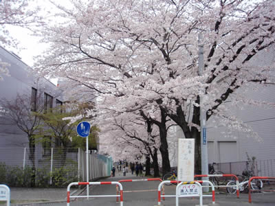 sakura06.jpg